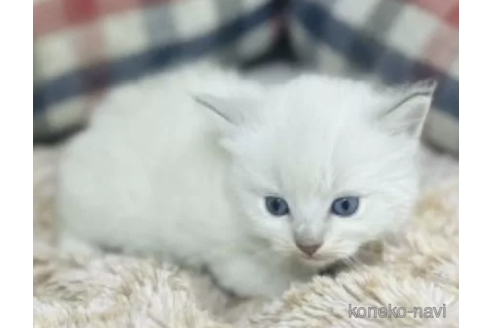 販売中の山形県のミックス-116388